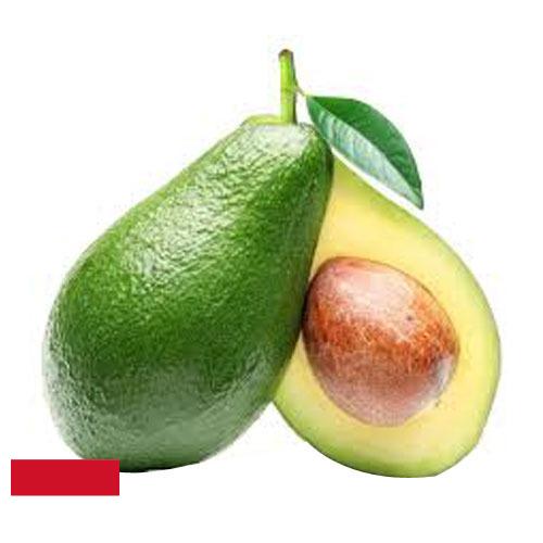 Авокадо из Индонезии
