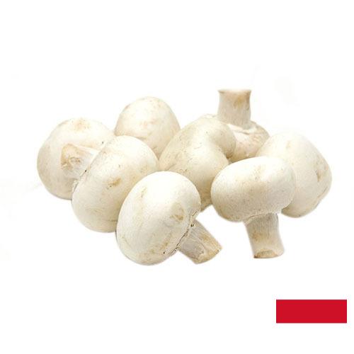 Грибы белые из Индонезии