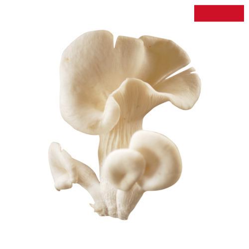 грибы вешенки из Индонезии