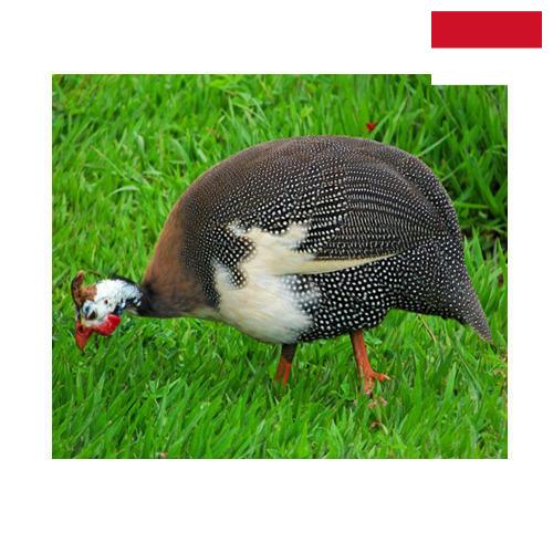 птица из Индонезии