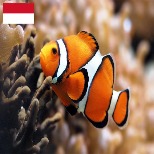 рыба из Индонезии