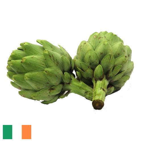 артишок из Ирландии