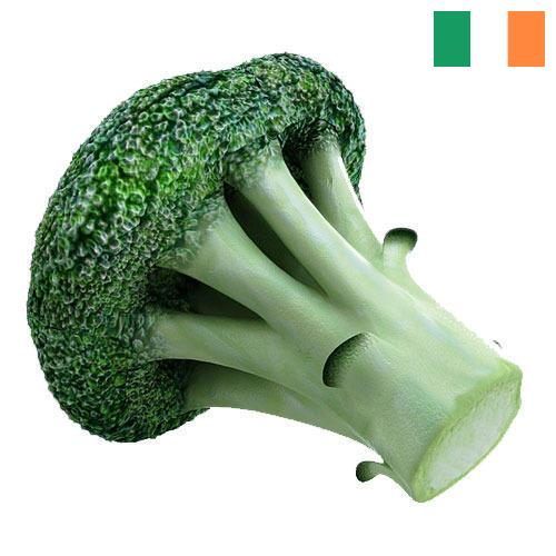 брокколи из Ирландии