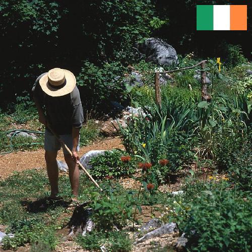 Цветы садовые из Ирландии