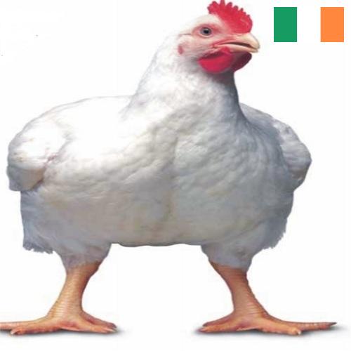 Цыплята-бройлеры из Ирландии