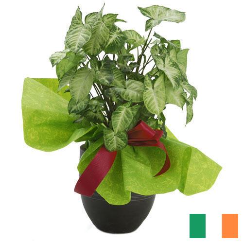 Декоративные растения из Ирландии