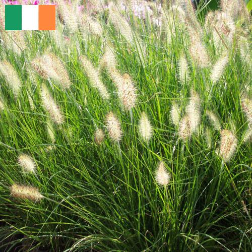 Декоративные травы из Ирландии