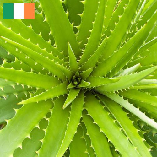 экстракты растений из Ирландии