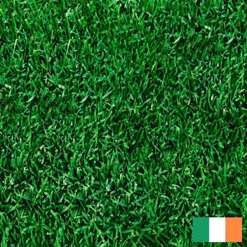 Газонная трава из Ирландии