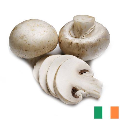 Грибок из Ирландии