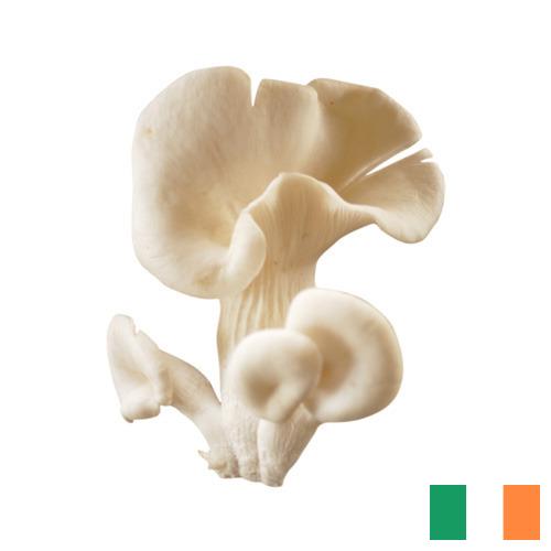 грибы вешенки из Ирландии