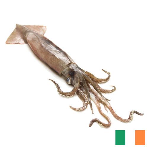 Кальмары из Ирландии