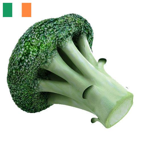 Капуста брокколи из Ирландии