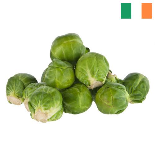 Капуста брюссельская из Ирландии