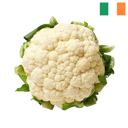 Капуста цветная из Ирландии