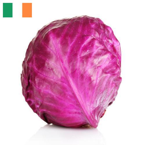 Капуста краснокочанная из Ирландии