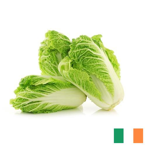 капуста пекинская из Ирландии