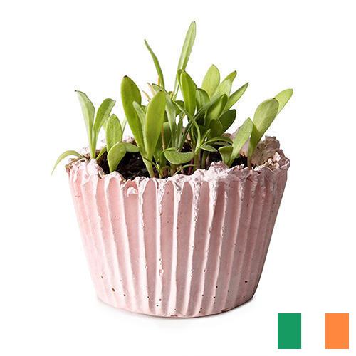 Кашпо из Ирландии