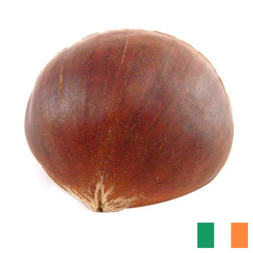 Каштан из Ирландии