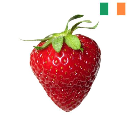 Клубника из Ирландии