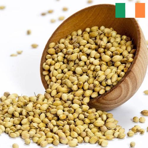 Кориандр из Ирландии