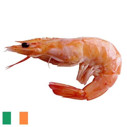 Креветки из Ирландии