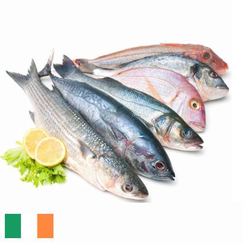 Морепродукты из Ирландии