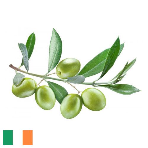 Оливки из Ирландии