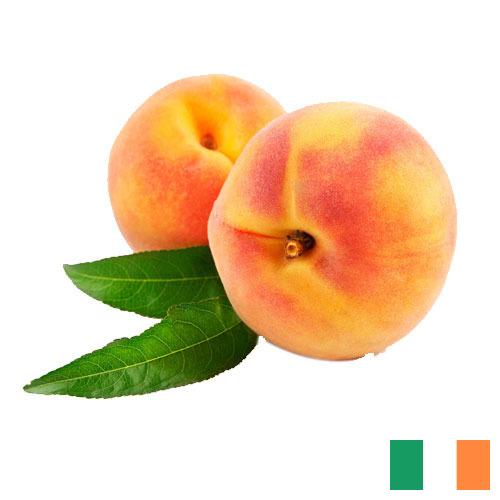 Персики из Ирландии