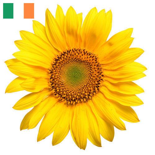 Подсолнечник из Ирландии