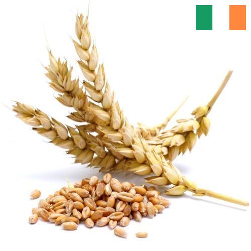 Пшеница из Ирландии