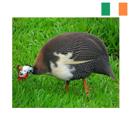 птица из Ирландии