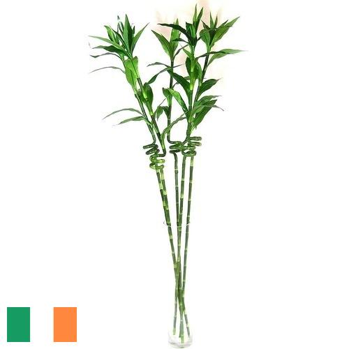 Растения искусственные из Ирландии