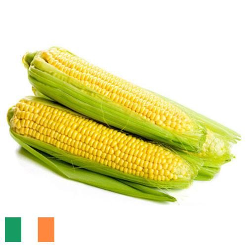 Сахарная кукуруза из Ирландии