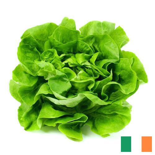 салат из Ирландии