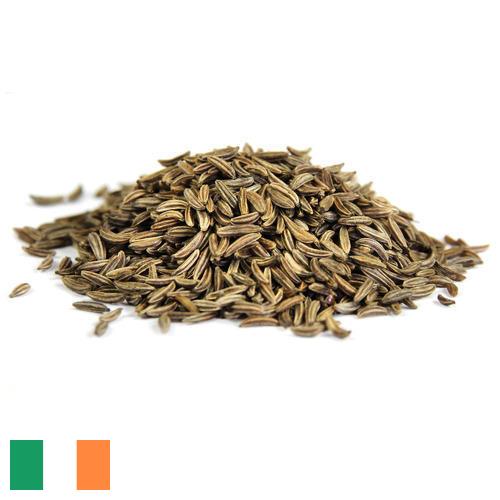 Семена фенхеля из Ирландии