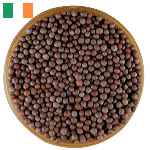 семена горчица из Ирландии