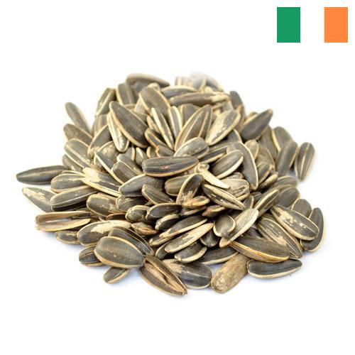 Семена подсолнечника из Ирландии