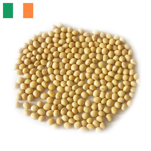 Семена сои из Ирландии