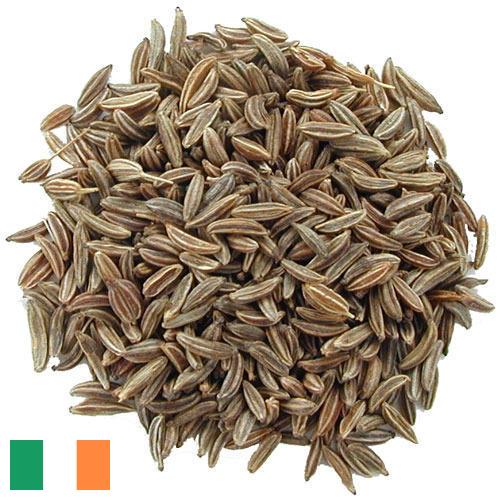 Семена тмина из Ирландии