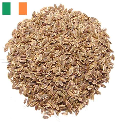 Семена укропа из Ирландии