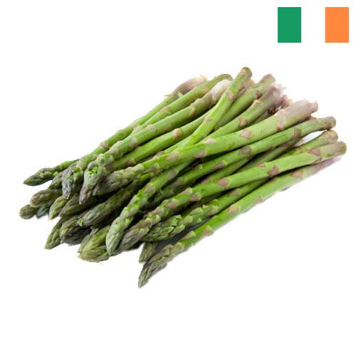 Спаржа из Ирландии