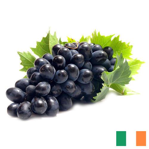 Виноград из Ирландии