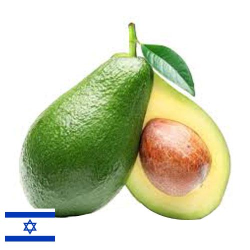 Авокадо из Израиля