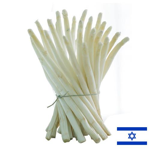 белая спаржа из Израиля