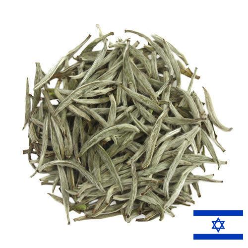 Белый чай из Израиля
