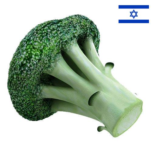 брокколи из Израиля