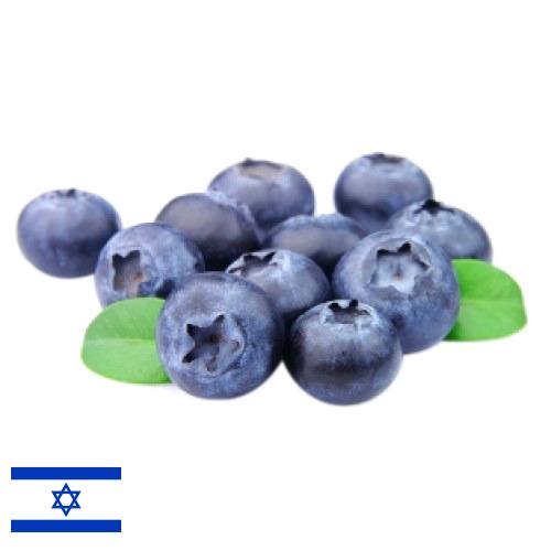 Черника из Израиля