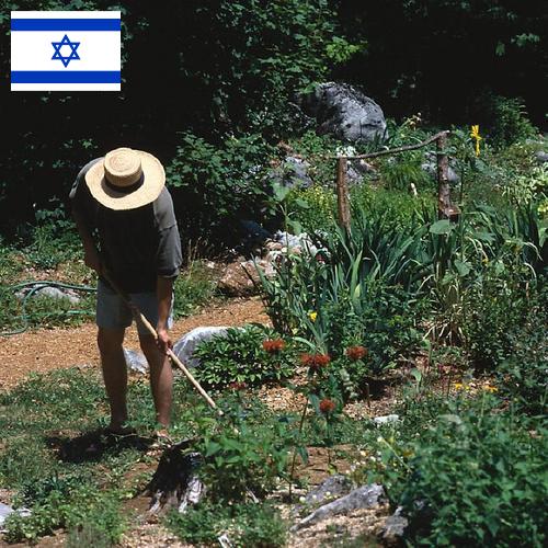 Цветы садовые из Израиля