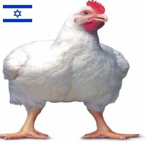 Цыплята-бройлеры из Израиля